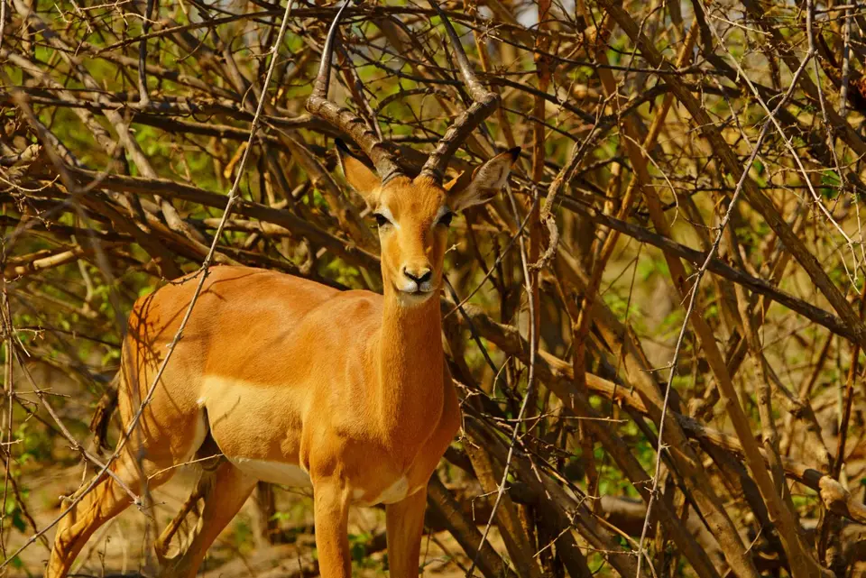 017Impala.jpg