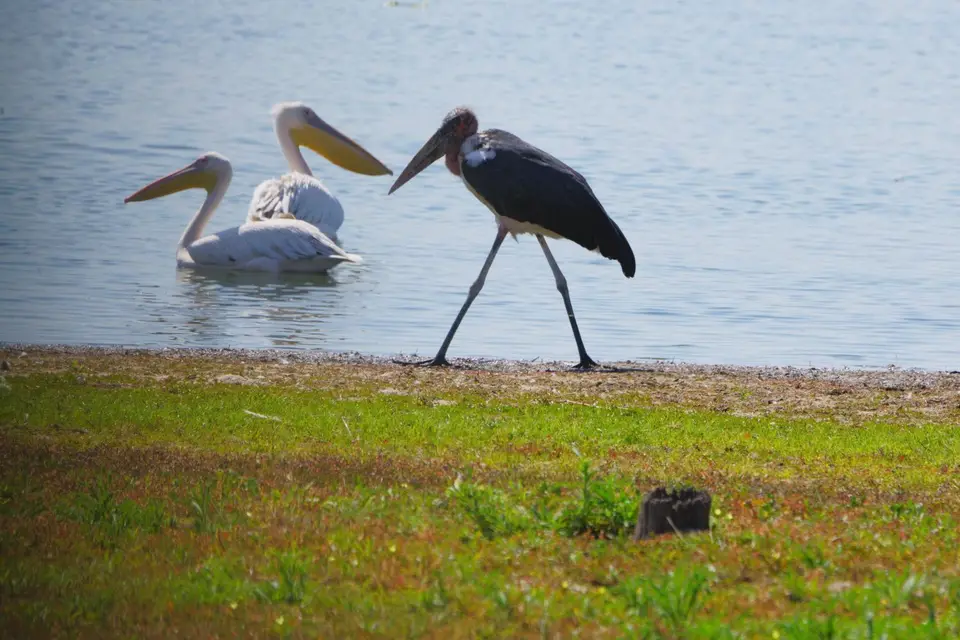 017MarabuvorPelicanen.JPG