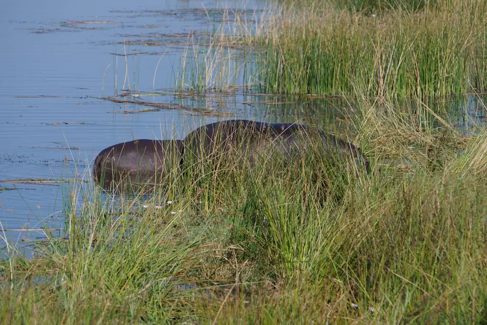 018FelsamUfer-HipposäugtJunges.JPG