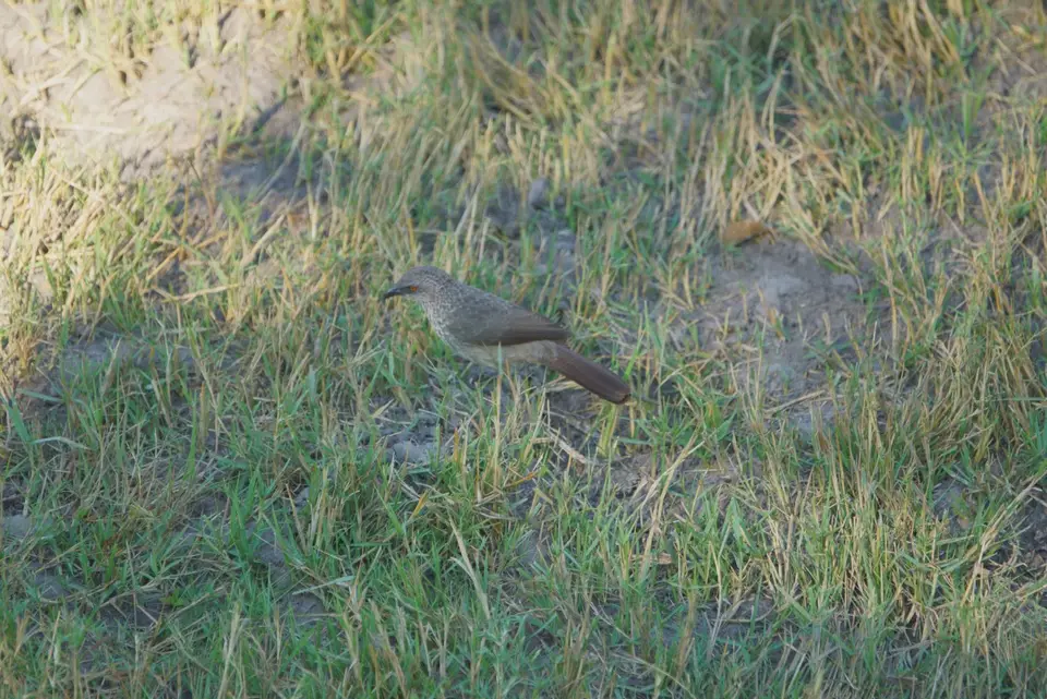 019ArrowmarkedBabbler.JPG