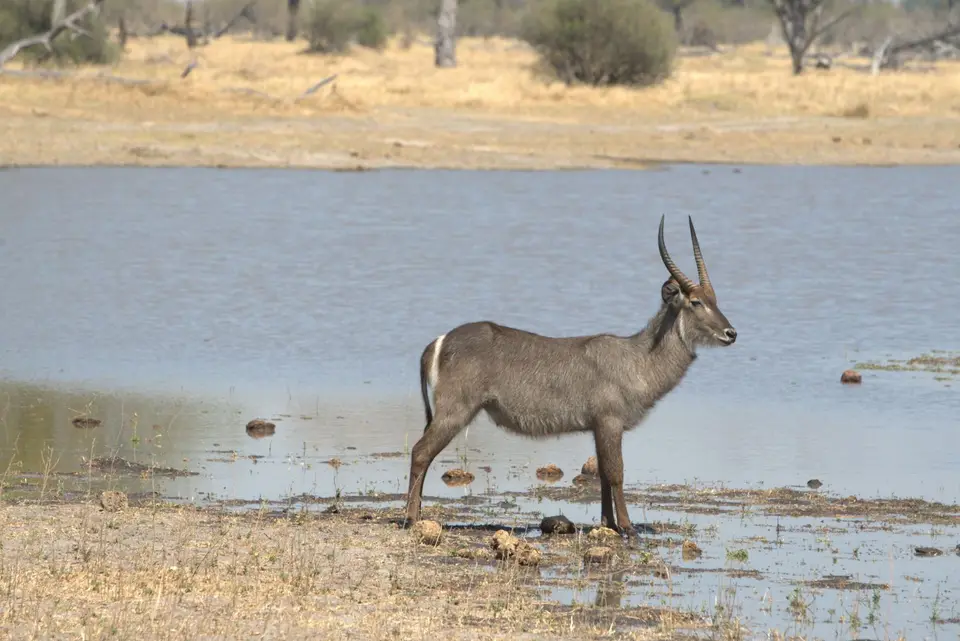 019Ellipsenwasserbock.jpg