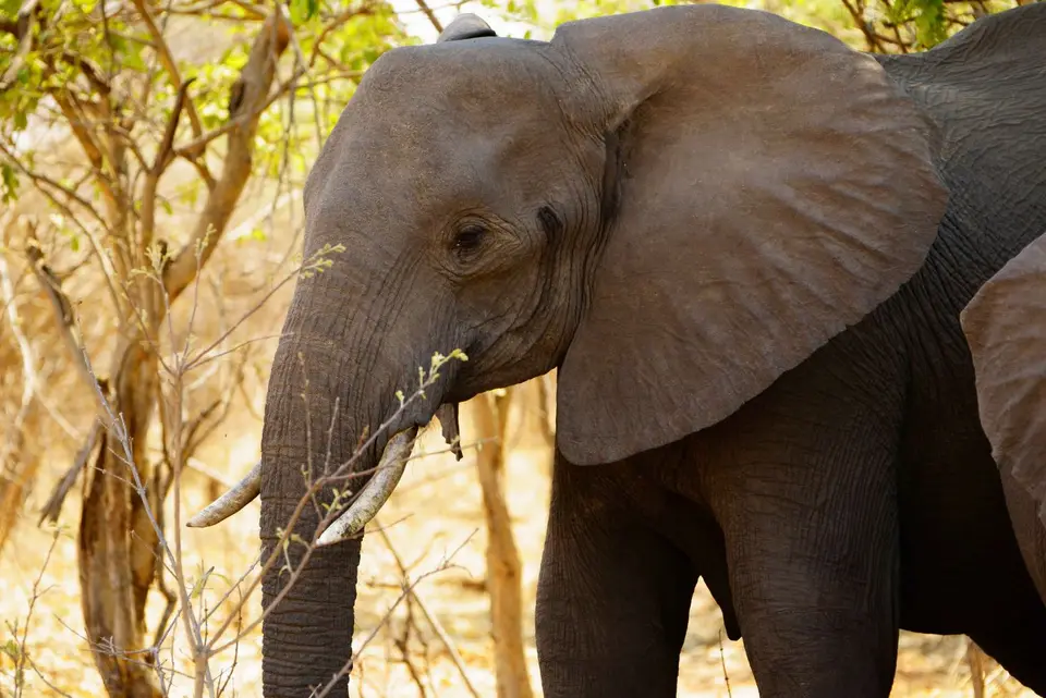020Elefant.jpg
