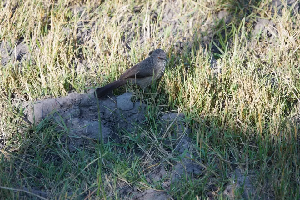021ArrowmarkedBabblermitschrägemBlick.JPG