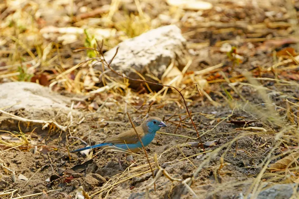 021Waxbill.jpg