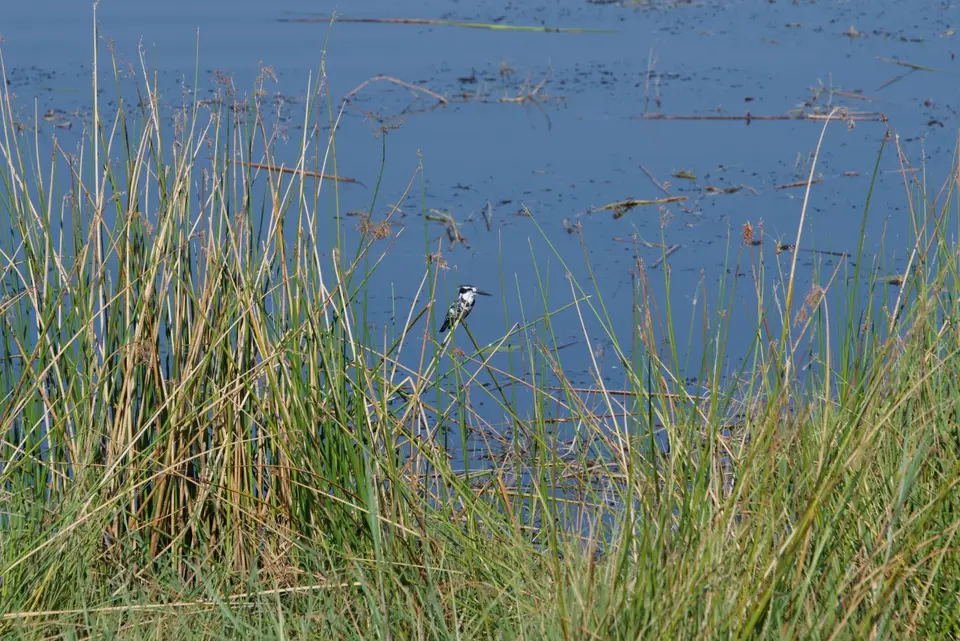 022PiedKingfisher.JPG