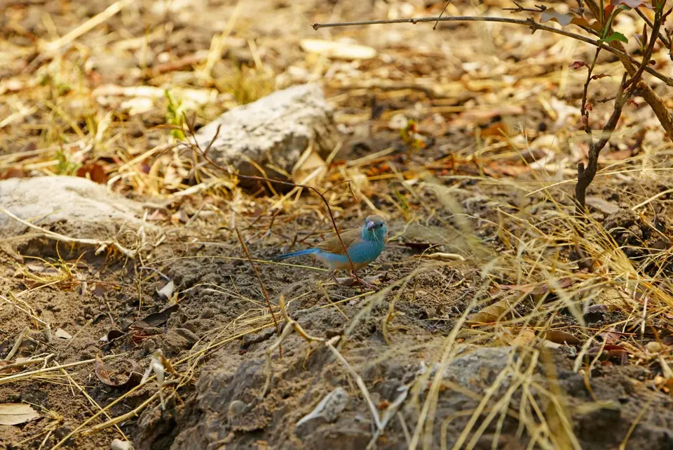 022Waxbill.jpg
