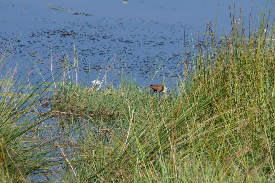 023BlaustirnblatthühnchenJacana.JPG
