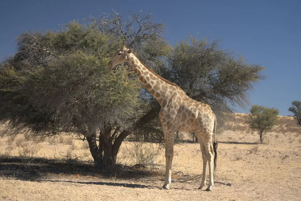 025Giraffe.jpg