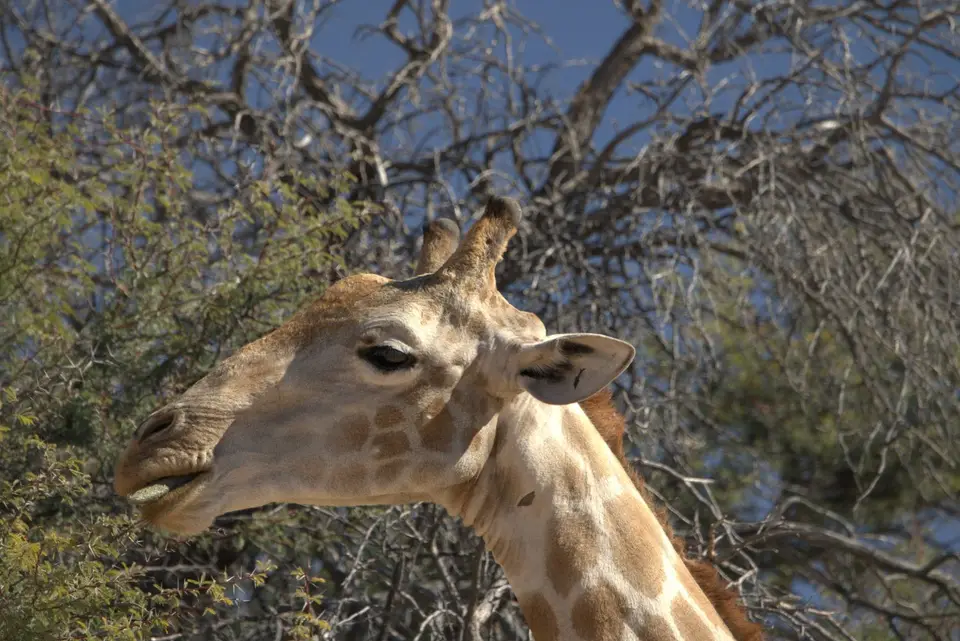 026Giraffe.jpg