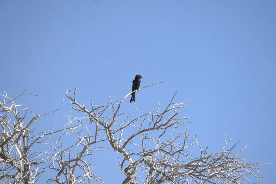 027Drongo.jpg