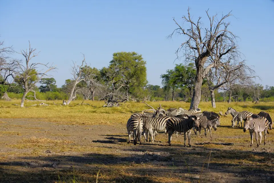 027Zebras.JPG