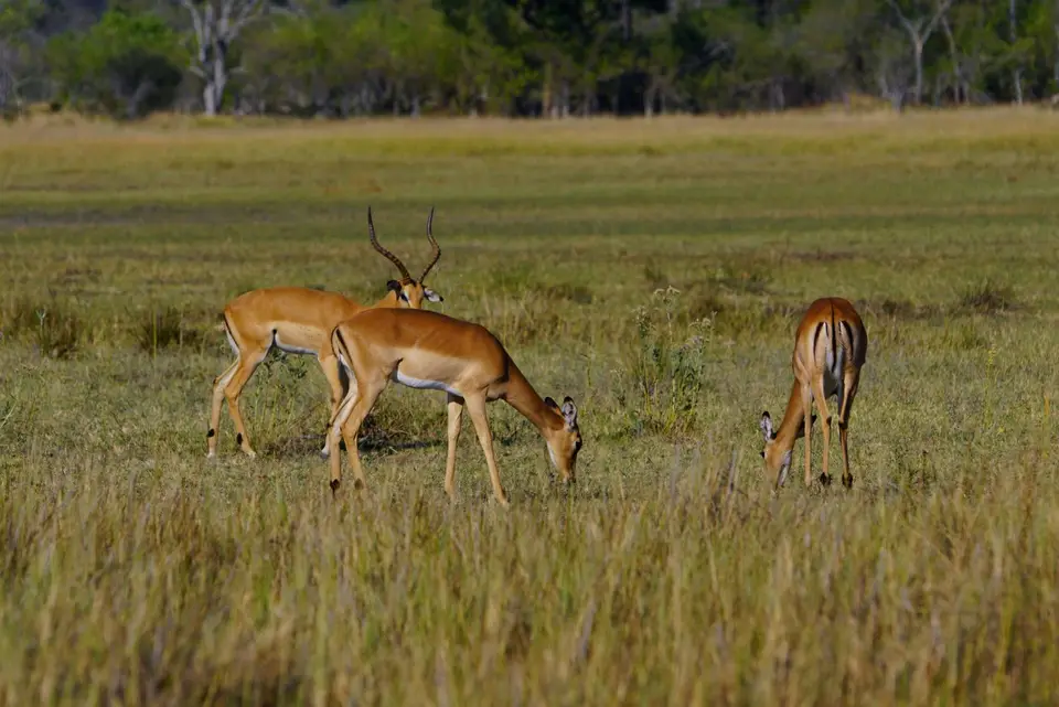 032Impalas.JPG