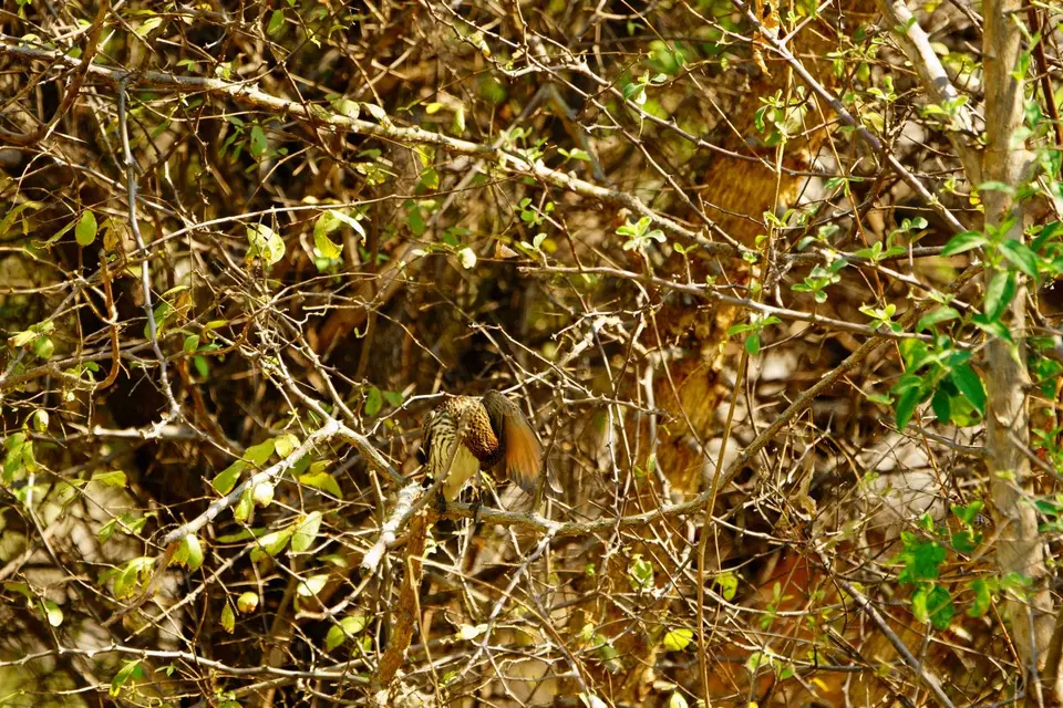 032Rätselvogel.jpg
