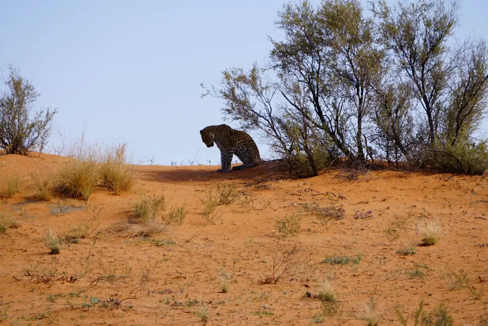 033Leopardüberlegtsichwas.JPG