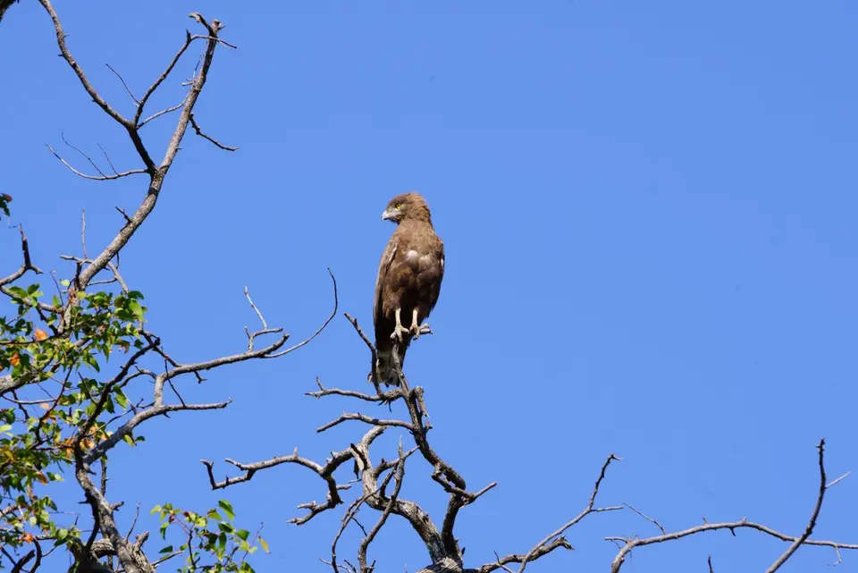 034BrownSnakeEagle.JPG