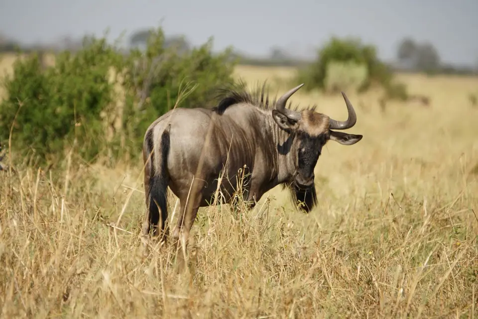 034Gnu.JPG