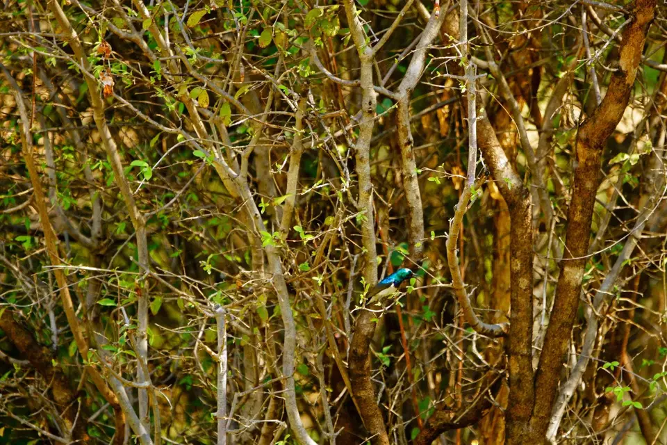 034Sunbird.jpg