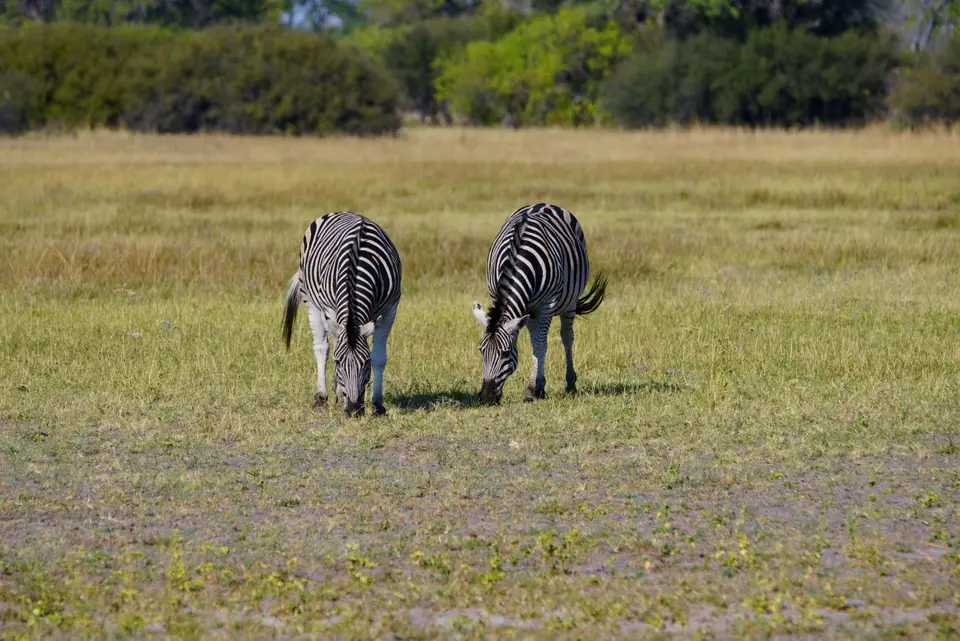 034Zebras.JPG