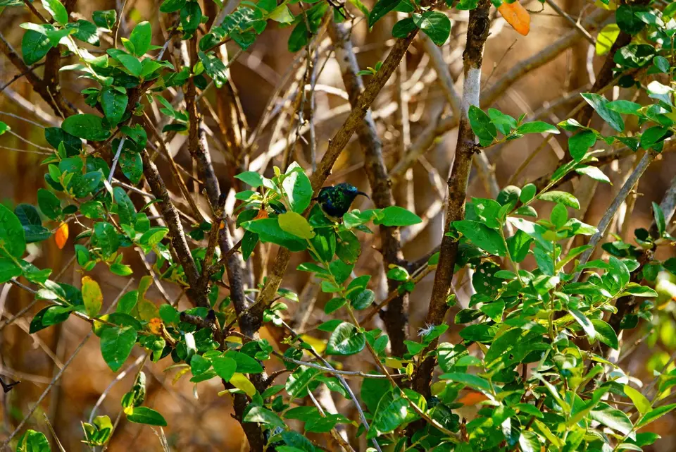034sunbird3.JPG