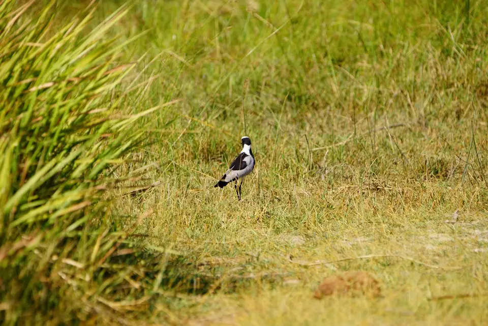 036BlacksmithLapwing.JPG