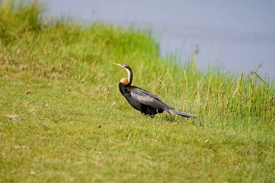 037SchlangenhalsvogelanLand.JPG