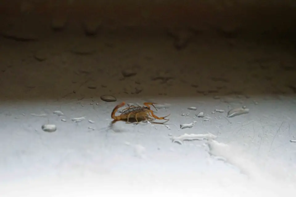 037kleinerSkorpion.jpg