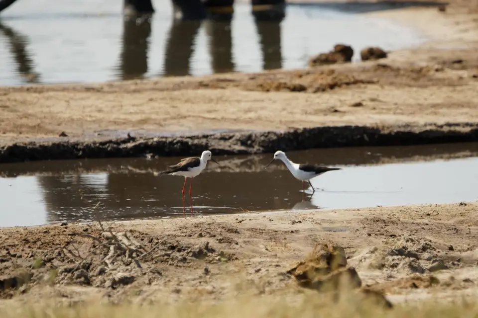 038BlackwingedStiltStelzenläufer.JPG