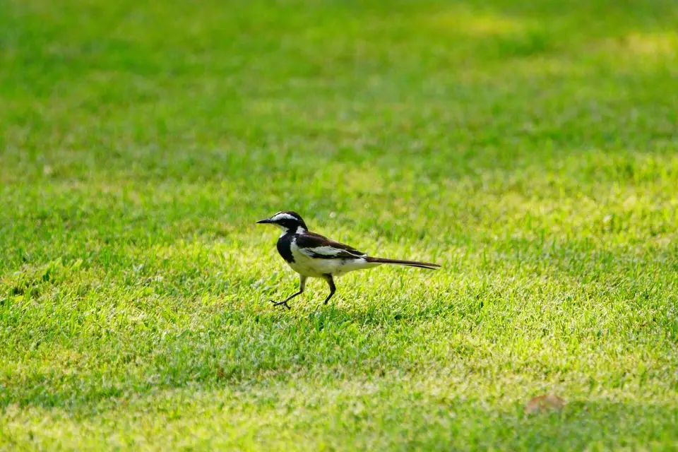 039Africanpiedwagtail.JPG