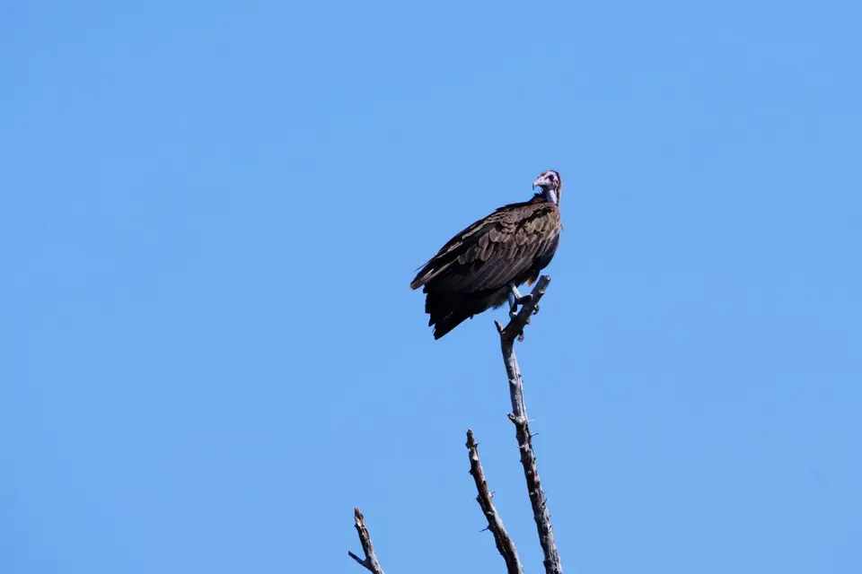 039WhiteheadedVulture.JPG