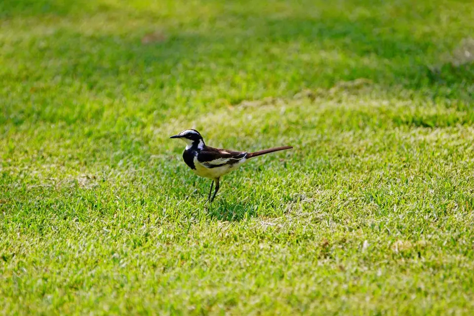 039wagtail2.JPG