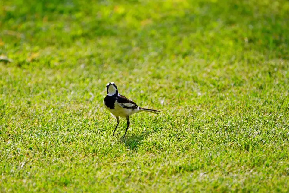 039wagtail3.JPG