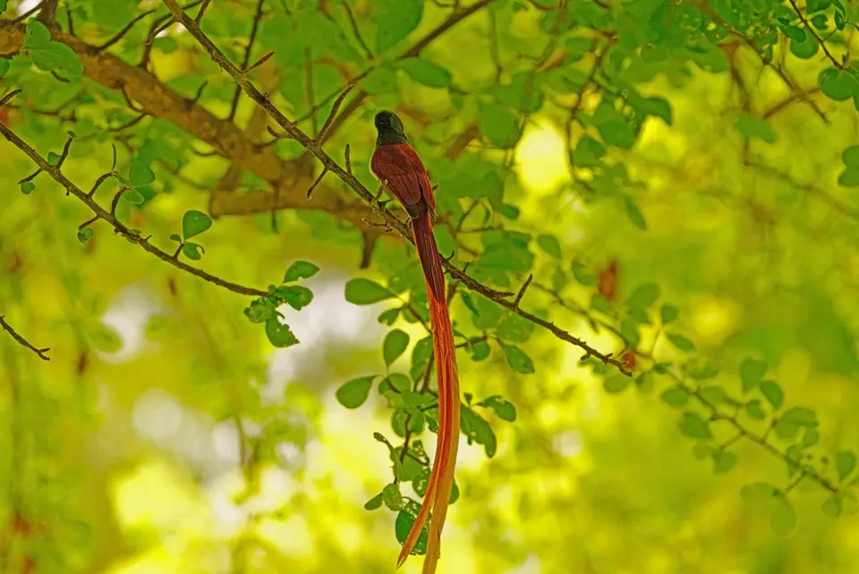 040Paradieseflycatcher.JPG