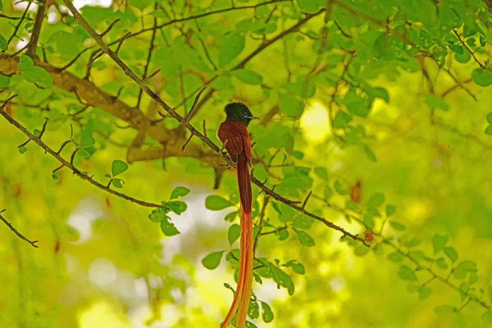 040Paradiesflycatcher2.JPG
