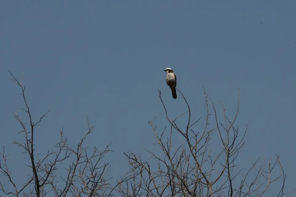 042White-crownedShrike.JPG