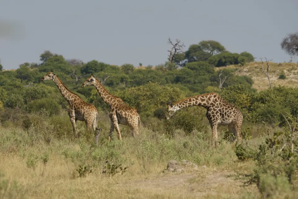047Giraffen.JPG