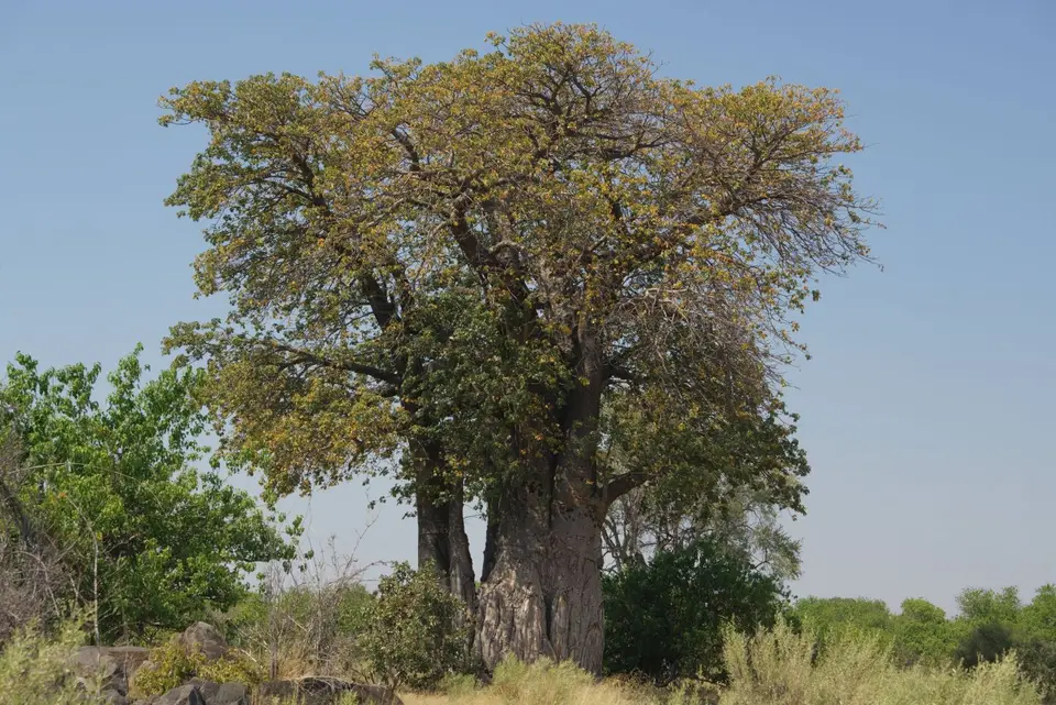 050Baobab.JPG