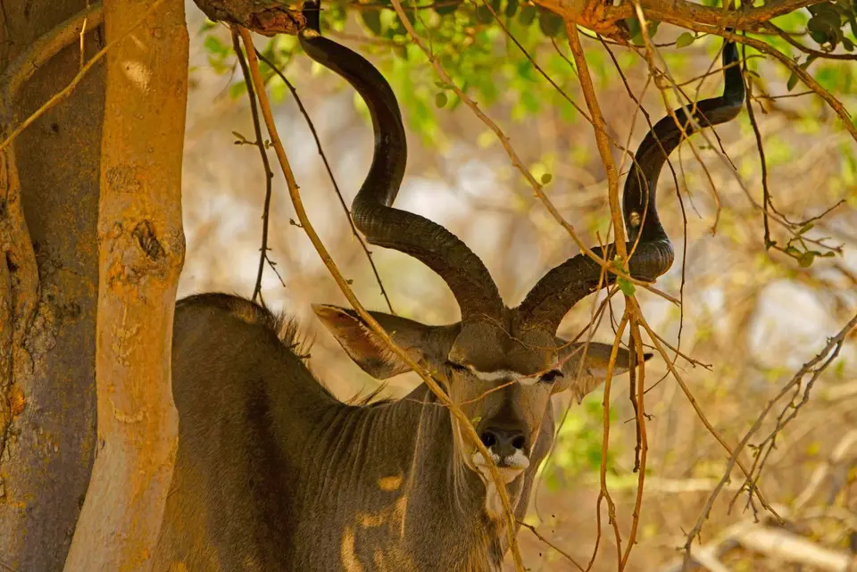 06Kudu.jpg