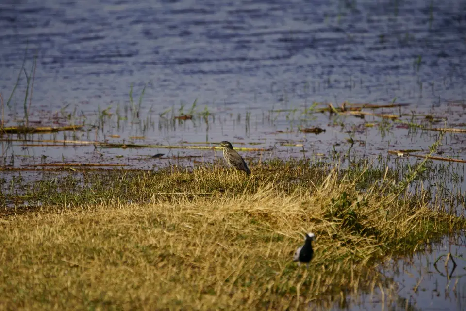 08.08.21greeenbackedheron.JPG