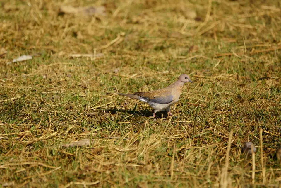 09.08.21LaughingDove.JPG