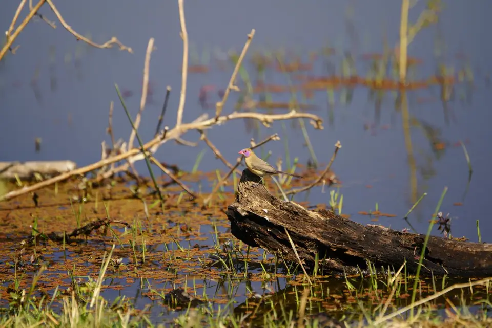 09.08.21violedearedwaxbillGranatastrild.JPG