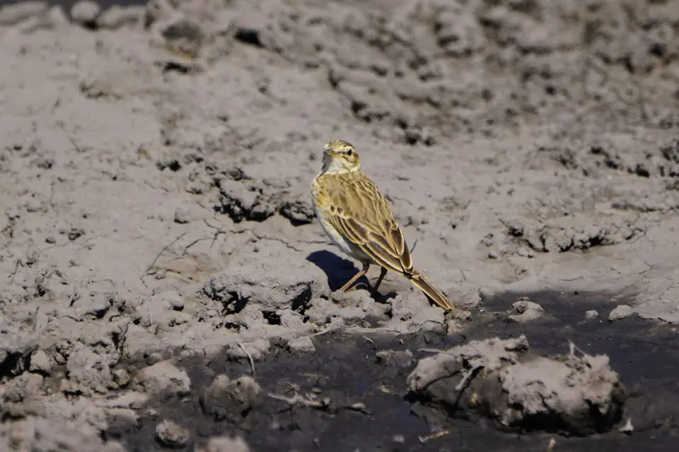 10.08.21AfricanPipitWeidenpieper4.JPG