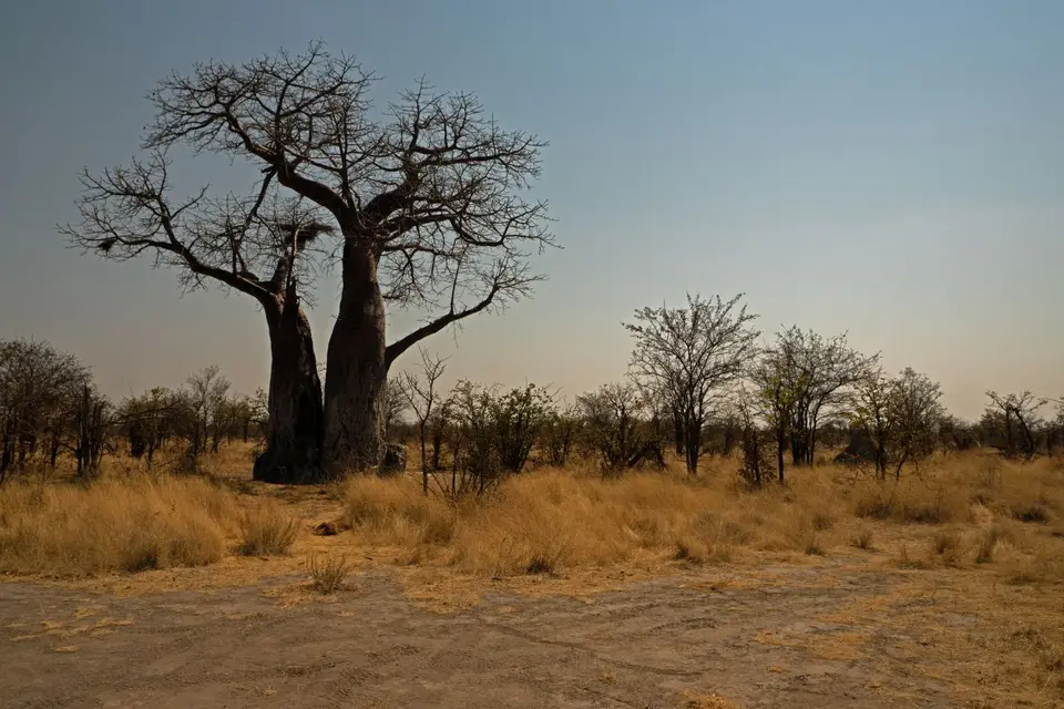 10.08.21Baobab.jpg