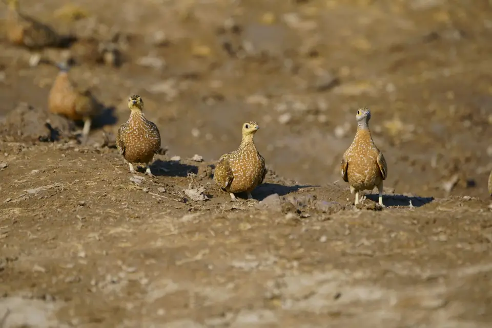 13.08.21BurchellsSandgrouse.JPG