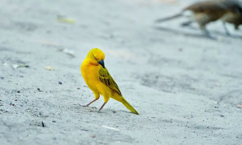 1GoldenWeaver.jpg
