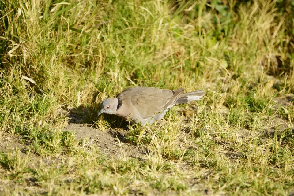 AfrikanMourningDove.JPG