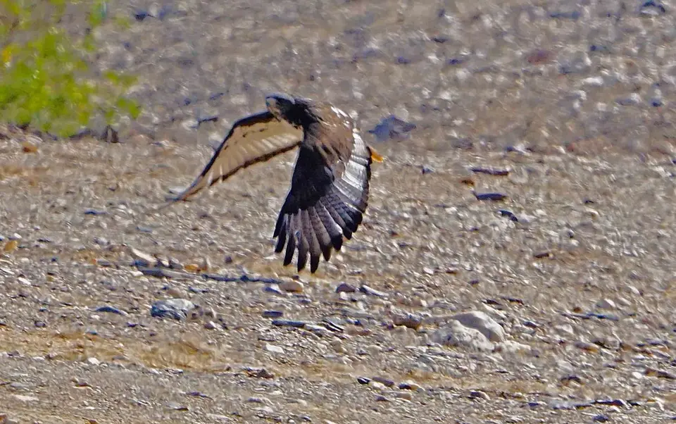 Augurbussard2.jpg