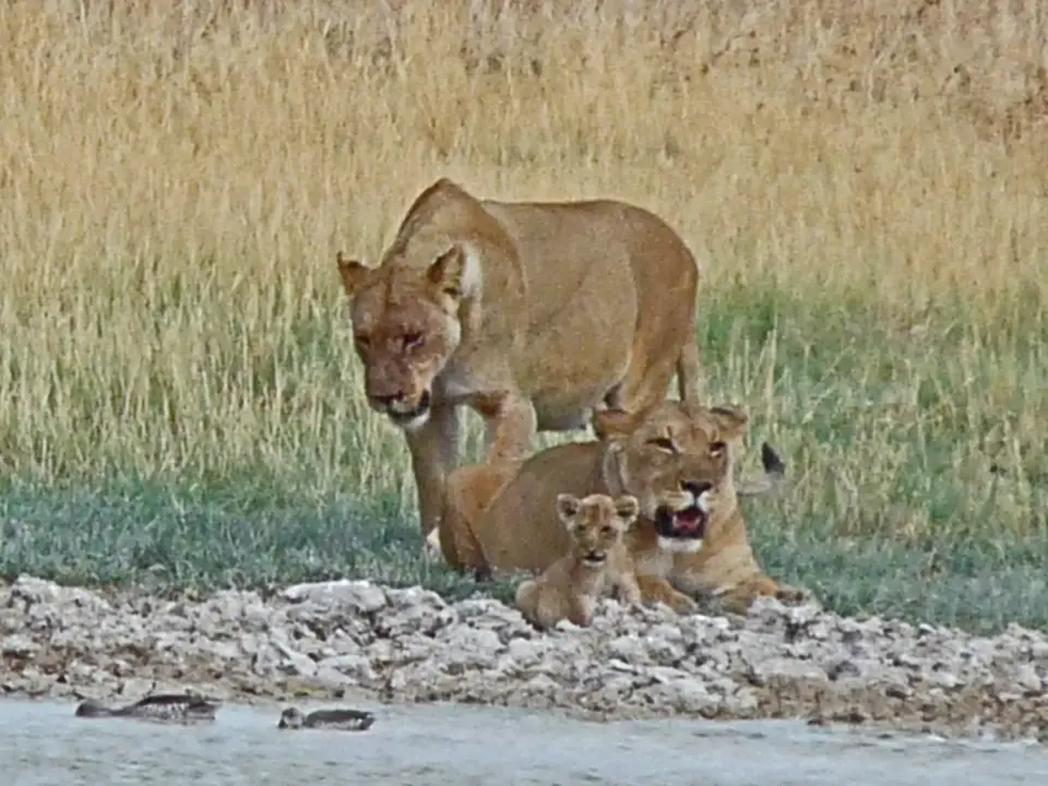 B0000193.jpg