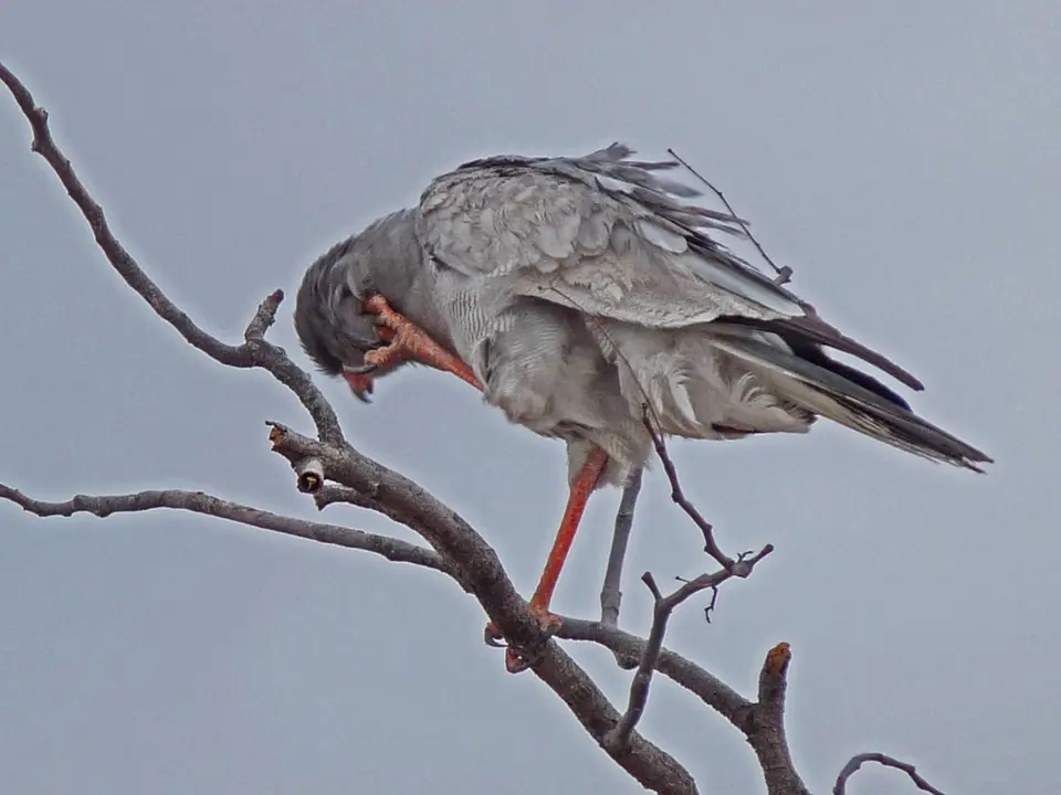 B0000270-2.jpg