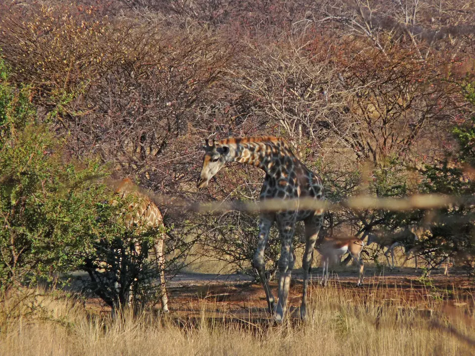 B0000464.jpg