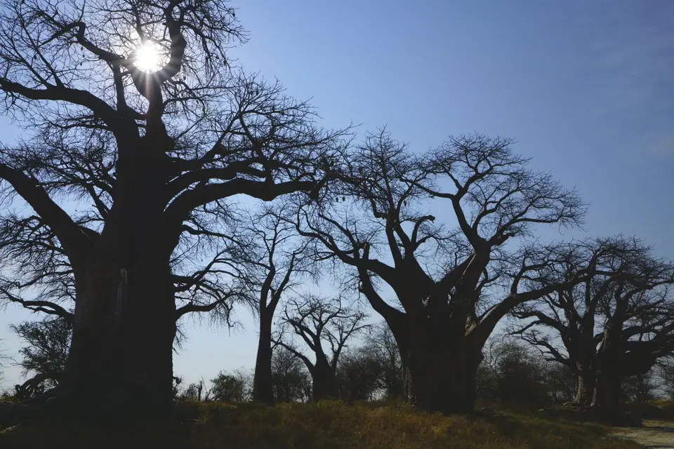 BainesBaobabs4.JPG